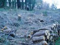 /album/galleria/bosco-tagliata-jpg/